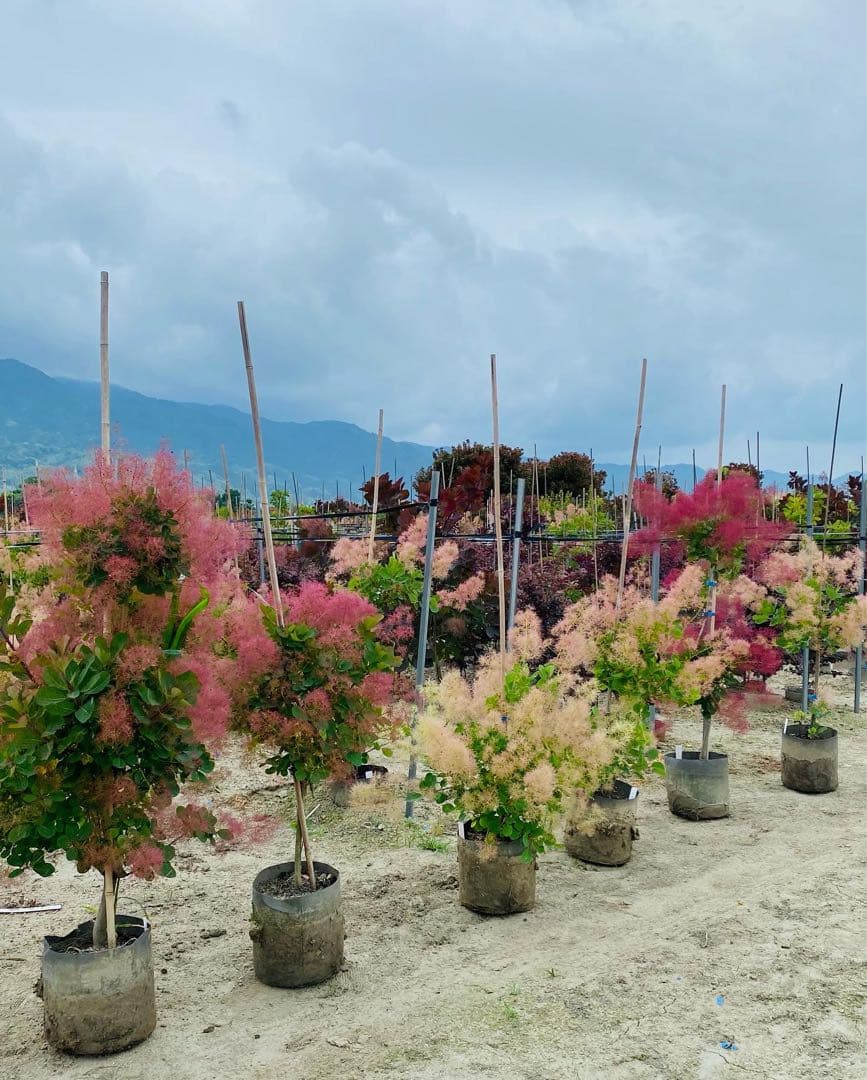 スモークツリー出荷中！