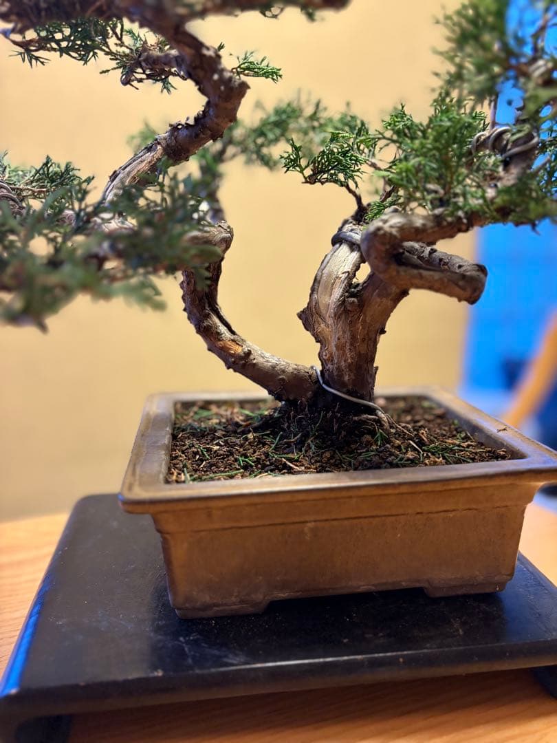 真柏盆栽‼️バランスが良いです！