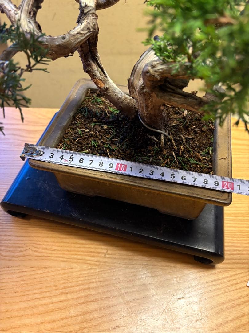 真柏盆栽‼️バランスが良いです！