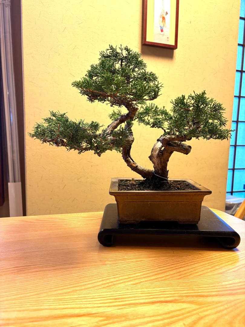 真柏盆栽‼️バランスが良いです！