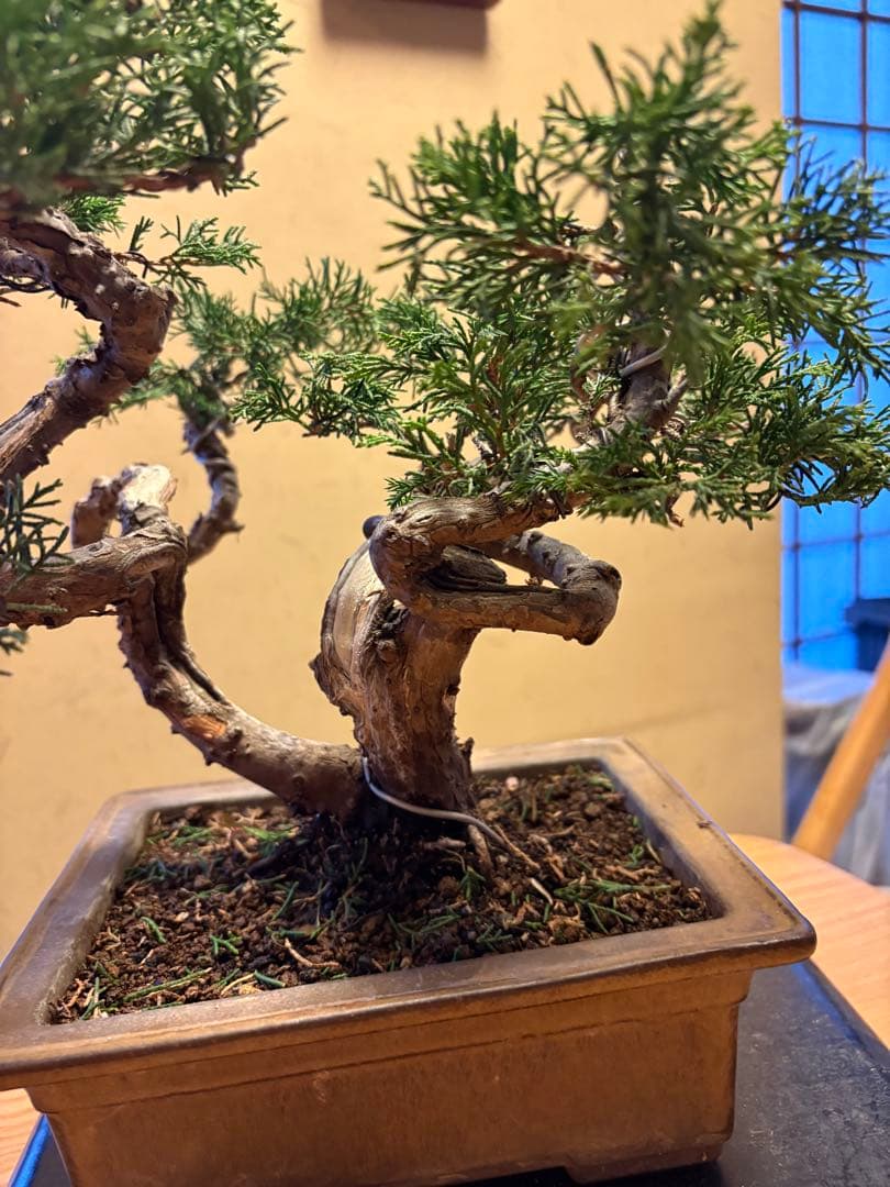 真柏盆栽‼️バランスが良いです！