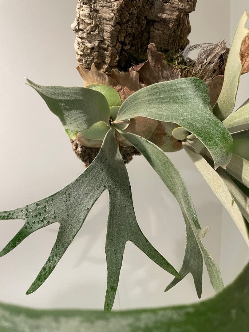 タグ付P. FSQ vp#5 ‘In Flames’ ビカクシダ　Vandaka