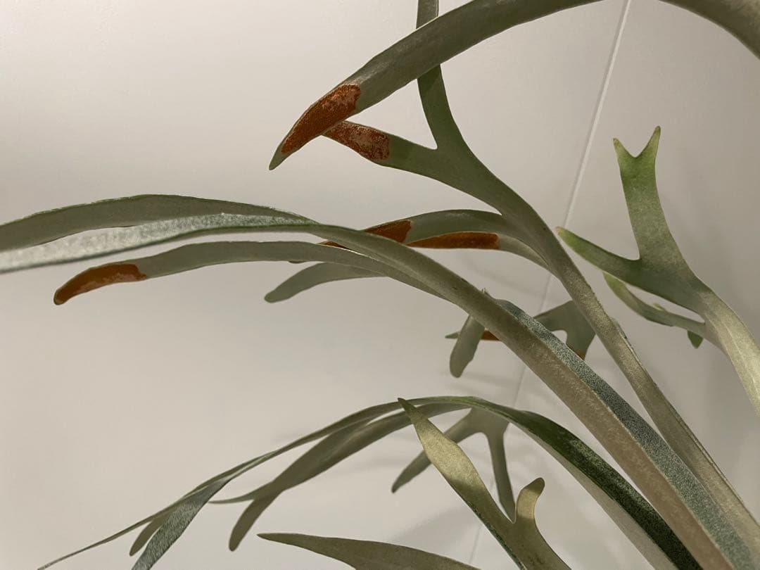 タグ付P. FSQ vp#5 ‘In Flames’ ビカクシダ　Vandaka