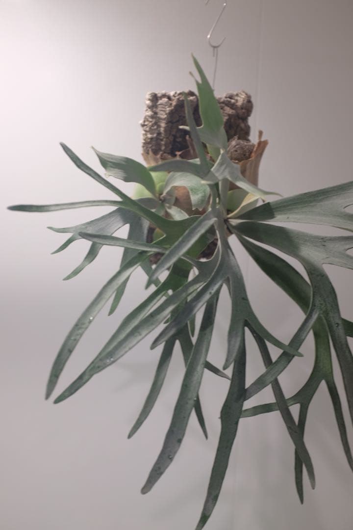 タグ付P. FSQ vp#5 ‘In Flames’ ビカクシダ　Vandaka