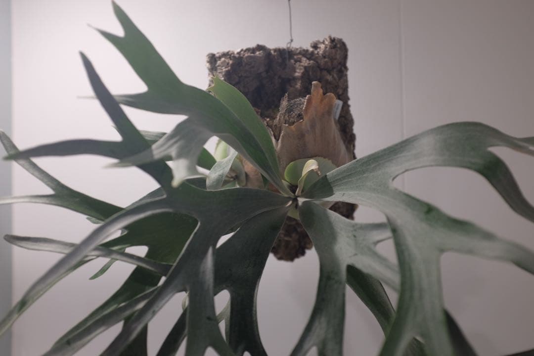 タグ付P. FSQ vp#5 ‘In Flames’ ビカクシダ　Vandaka