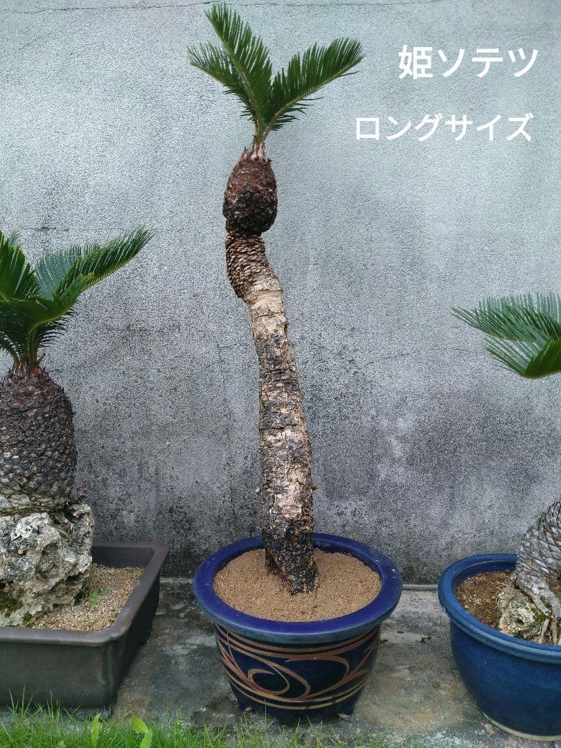 姫蘇鉄　盆栽　古木　ロング　希少