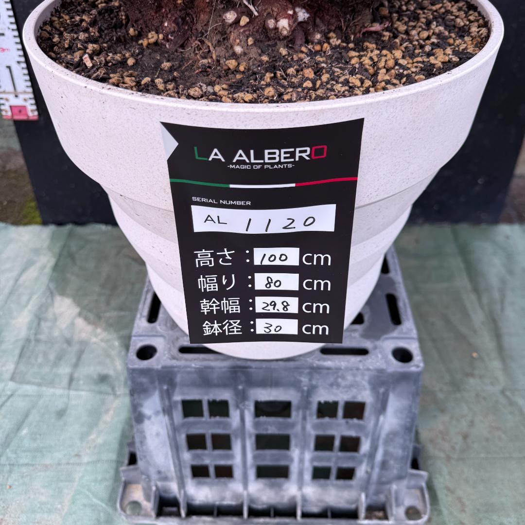 【AL1120】ユッカ　リギダ　超希少４分頭株