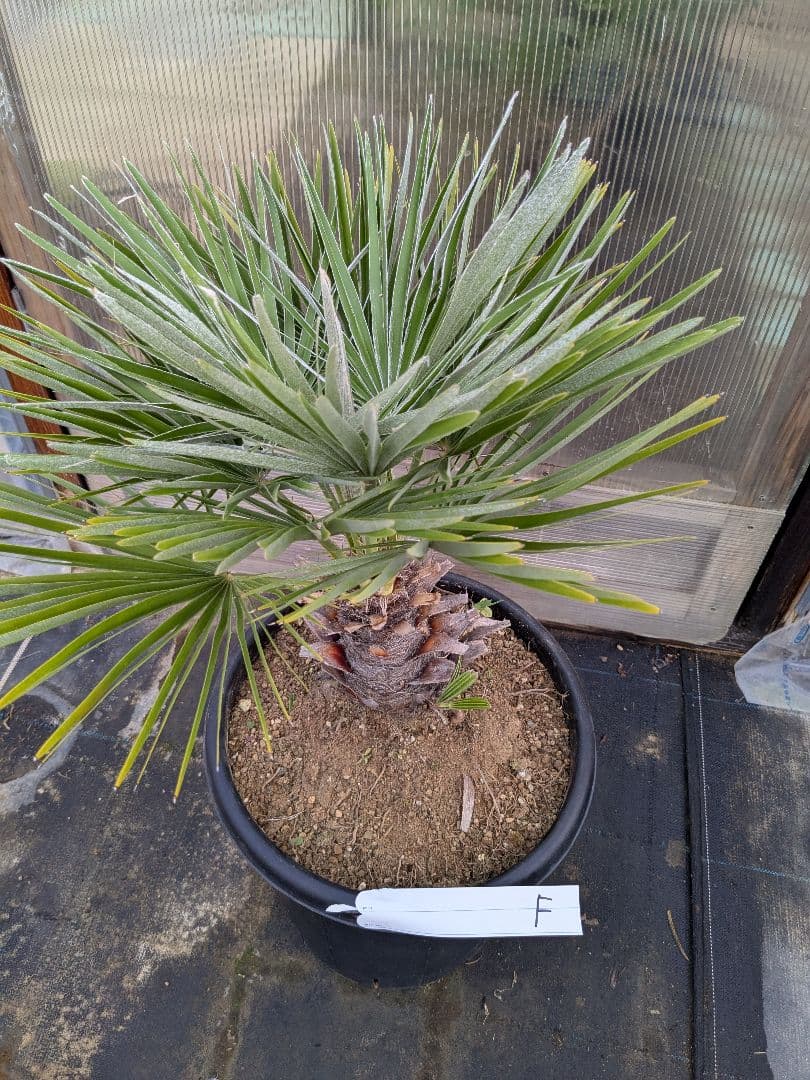 値下げしました！現品販売　チャメロプス　フリミス　10号大株　F