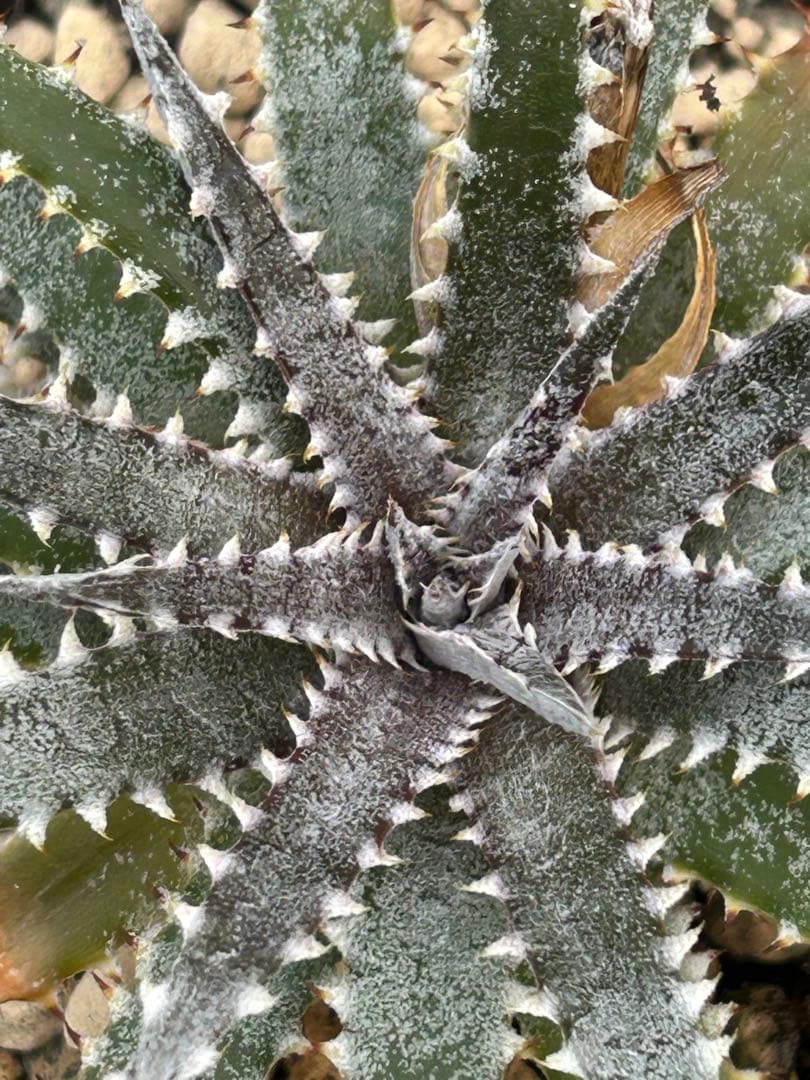 DBディッキア Dyckia BS x Arizona small #119