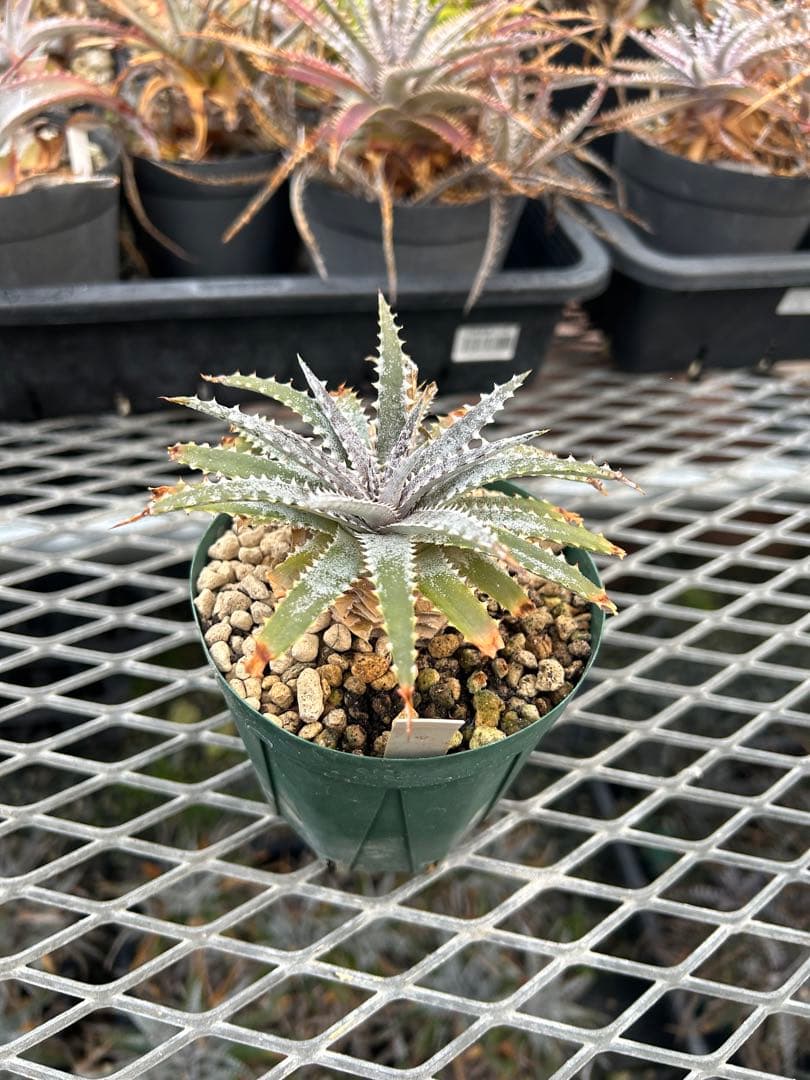 DBディッキア Dyckia BS x Arizona small #119