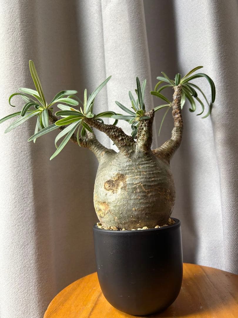 綴化グラキリス超良型 発根済 パキポディウム 現地球ウィンゾリー パキプス