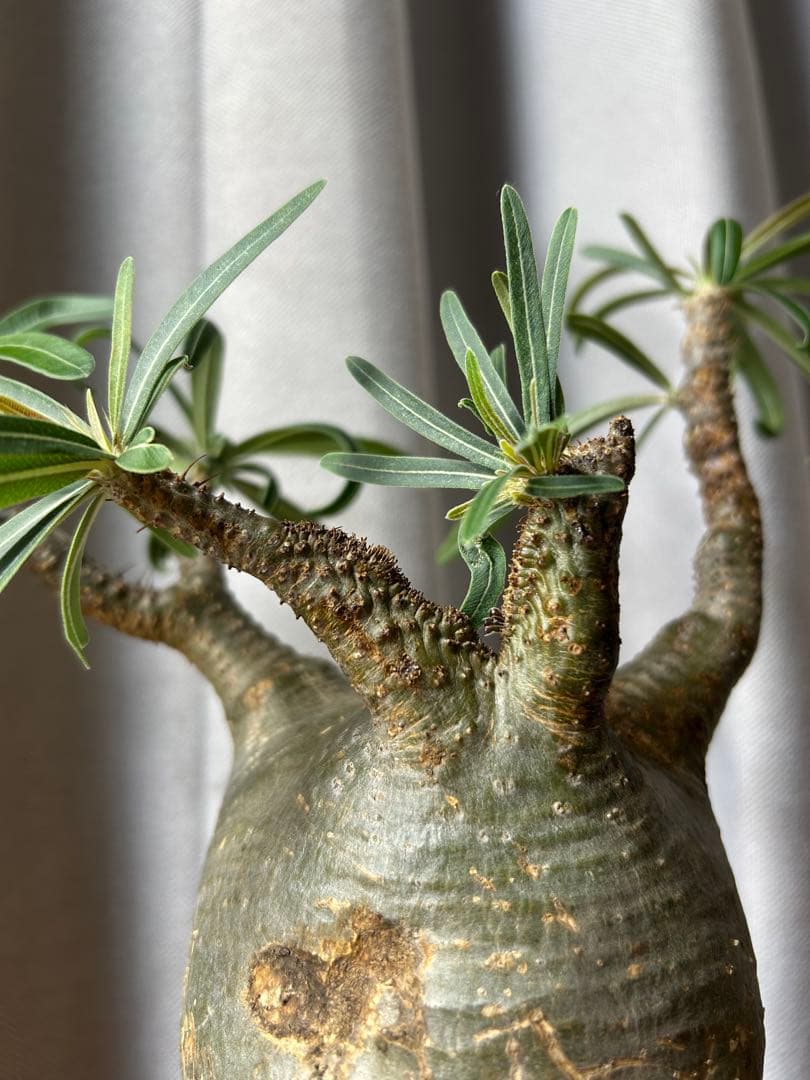 綴化グラキリス超良型 発根済 パキポディウム 現地球ウィンゾリー パキプス