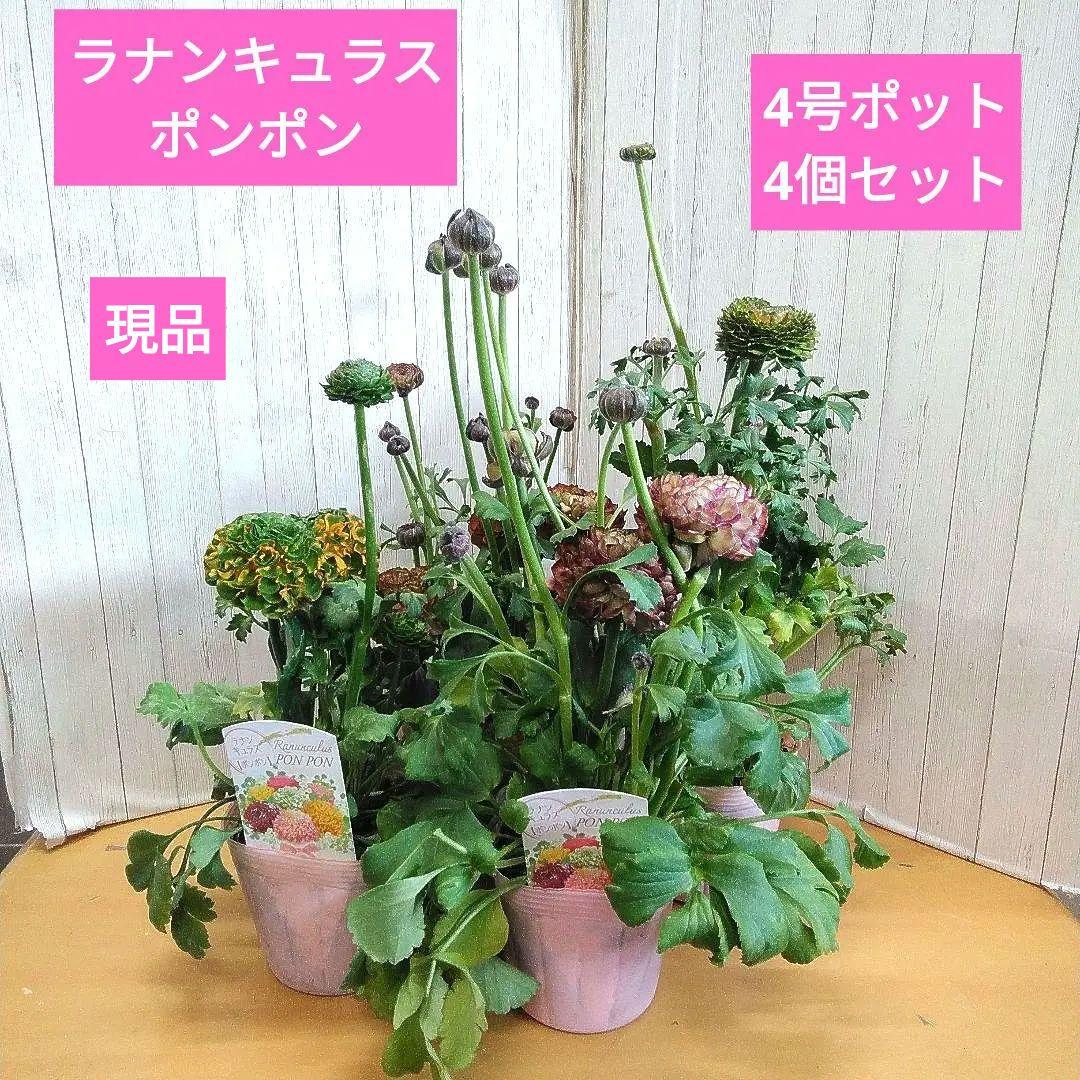 お買い得！　現品　ラナンキュラス　ポンポン　4号ポット　4個セット