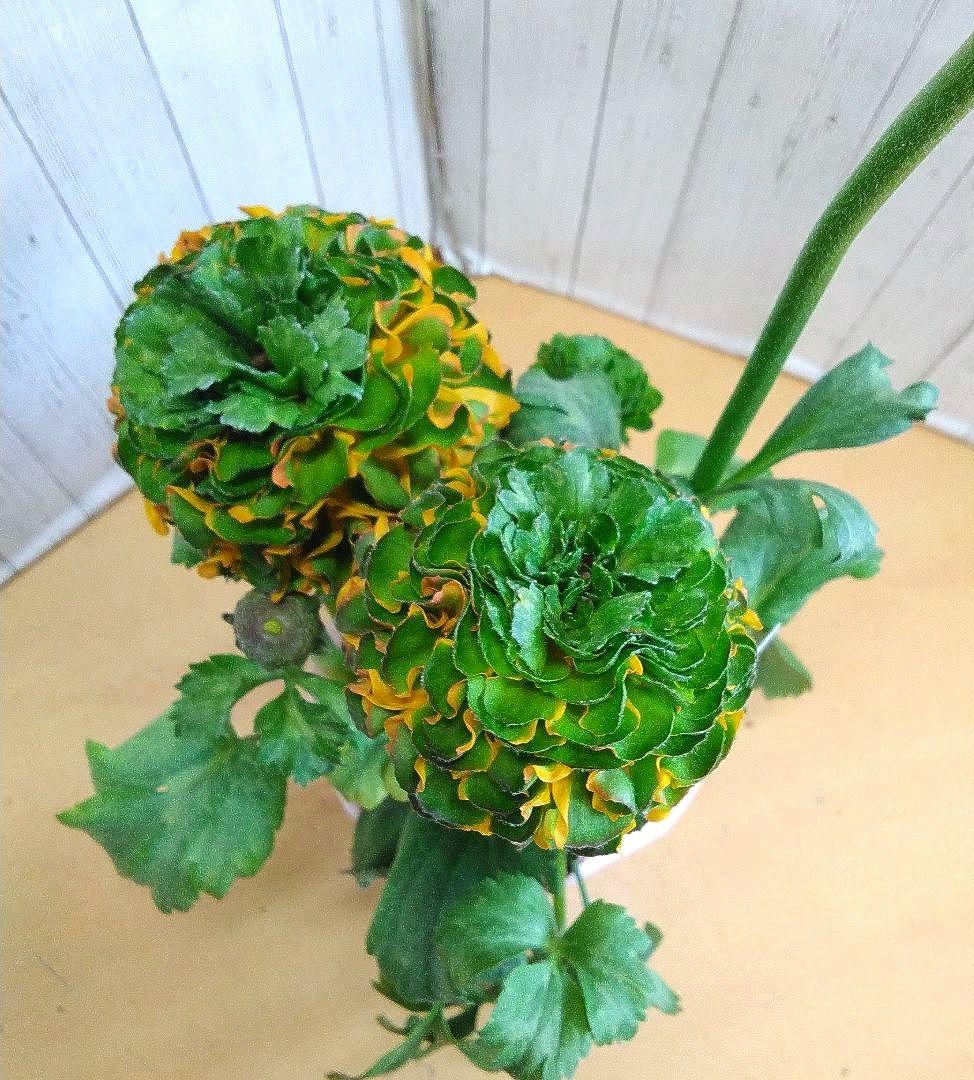 お買い得！　現品　ラナンキュラス　ポンポン　4号ポット　4個セット