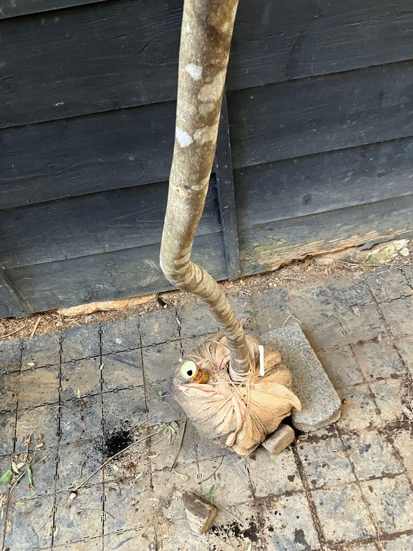 12 山採り　ヤマボウシ