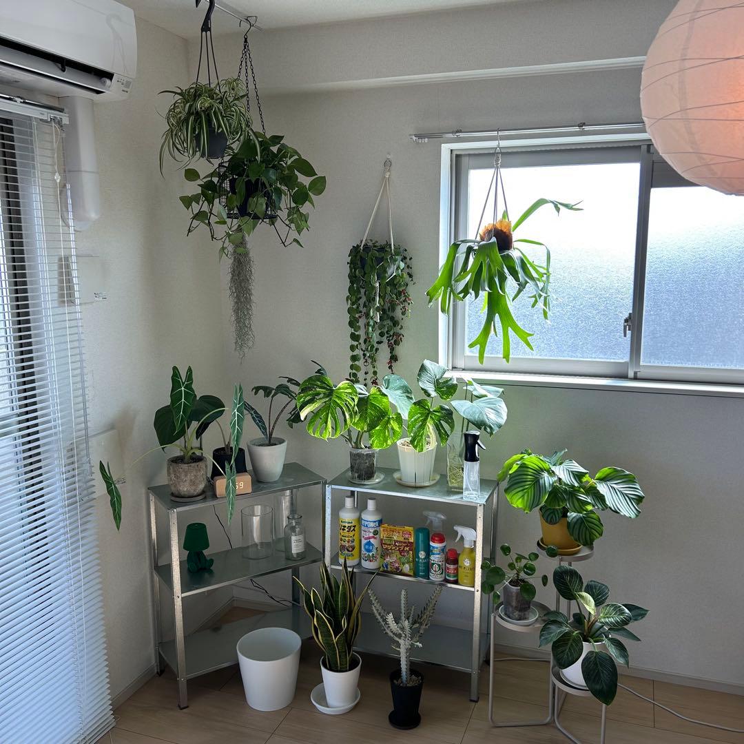 【引取限定】観葉植物　超豪華セット まとめ売り 鉢つき