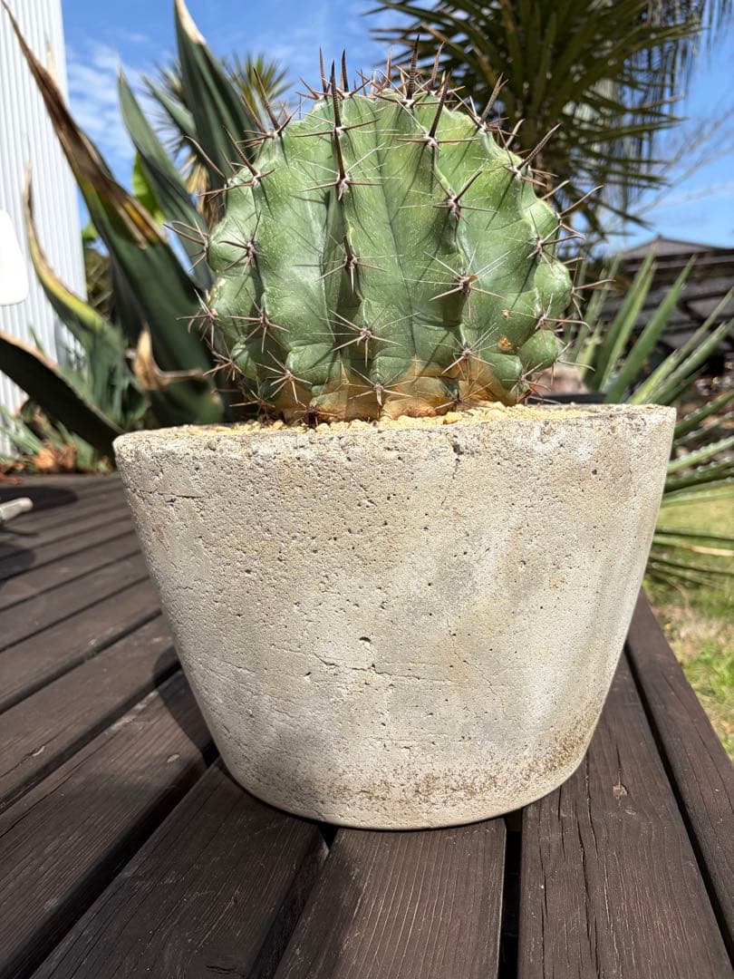 フェロカクタス半島玉　大株◇ドライガーデン多肉サボテン　アガベ ロストラータ南国