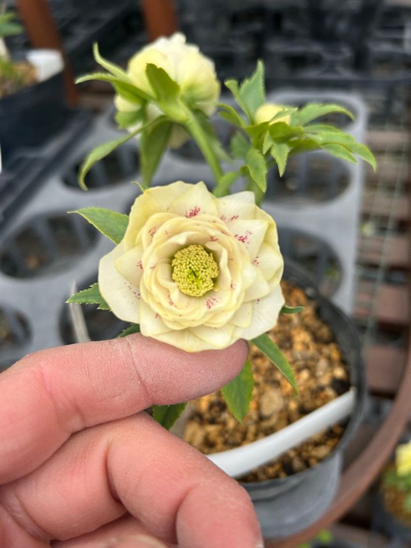 加藤農園 プリマヴェーラホワイトミスト交配 クリスマスローズ 同梱可能