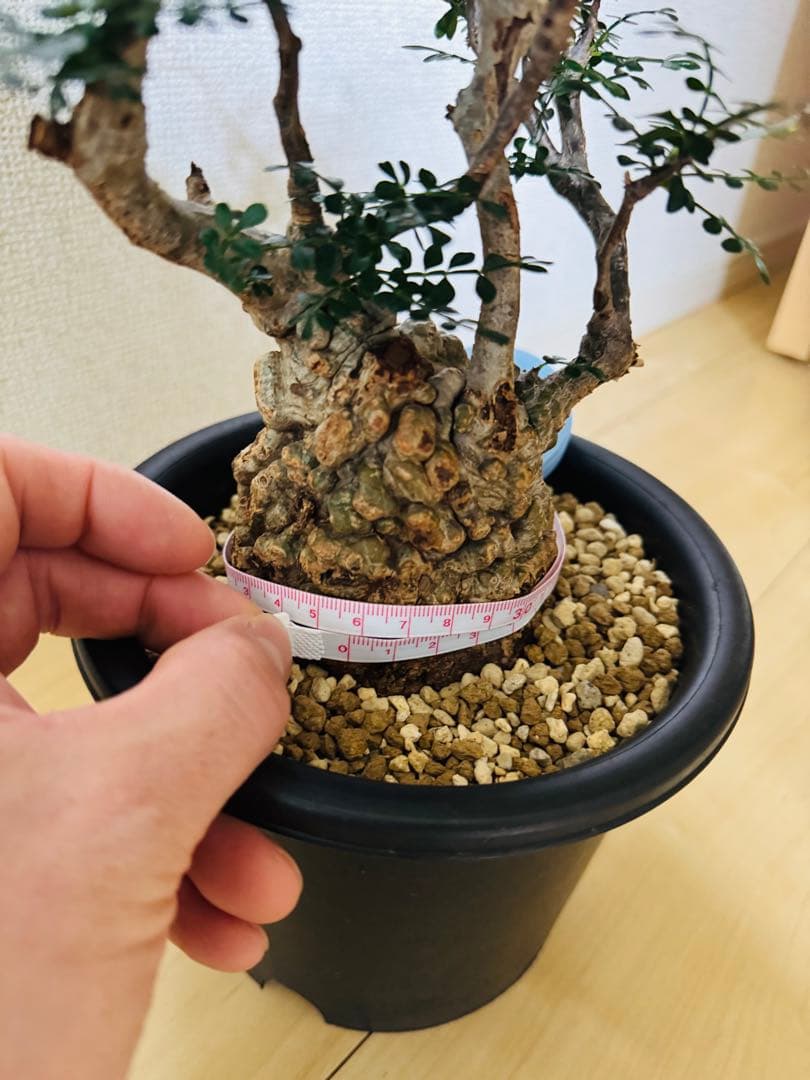 w*e様 オペルクリカリア パキプス 【collection】