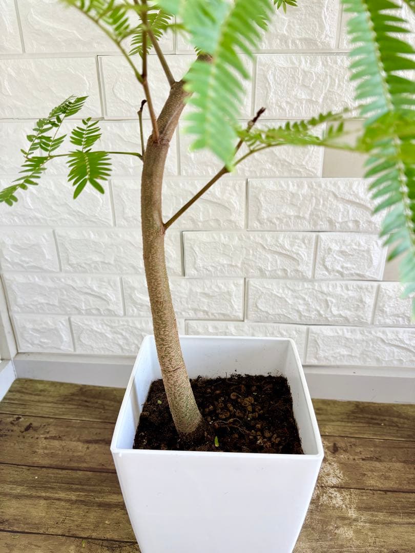 エバーフレッシュ⭐️曲がり　観葉植物