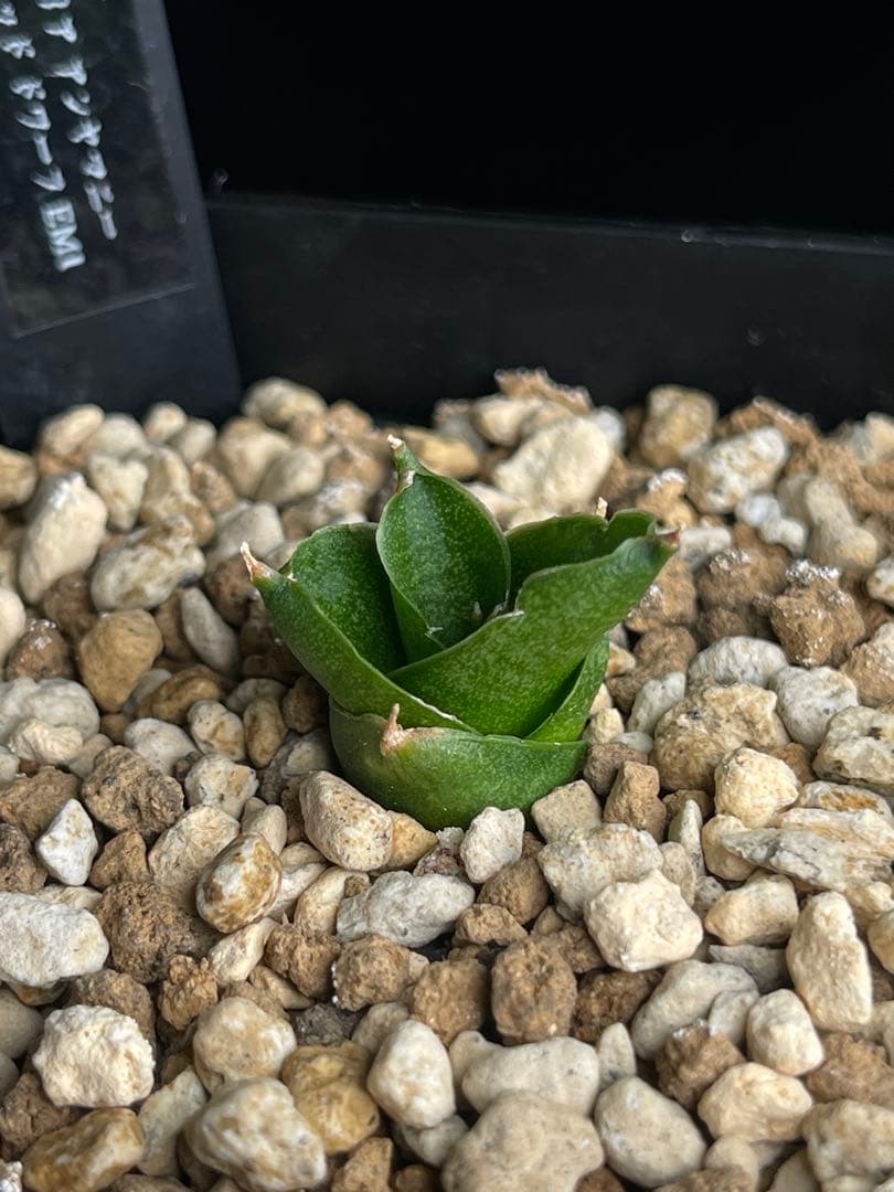 EMP サンセベリア アンヤマニーハイブリッド ドワーフE1 / SA264