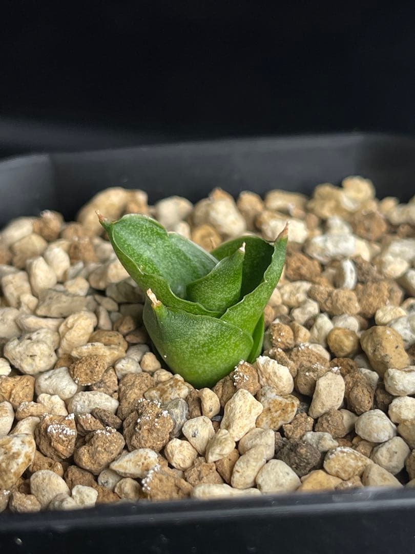 EMP サンセベリア アンヤマニーハイブリッド ドワーフE1 / SA264