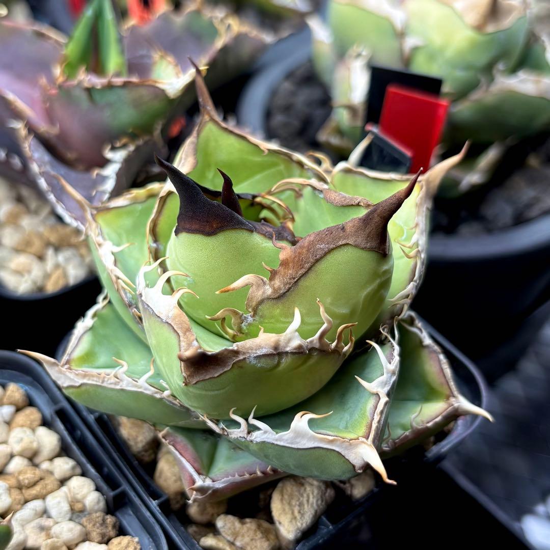 【Power_of_Power】アガベ　オテロイ　セット