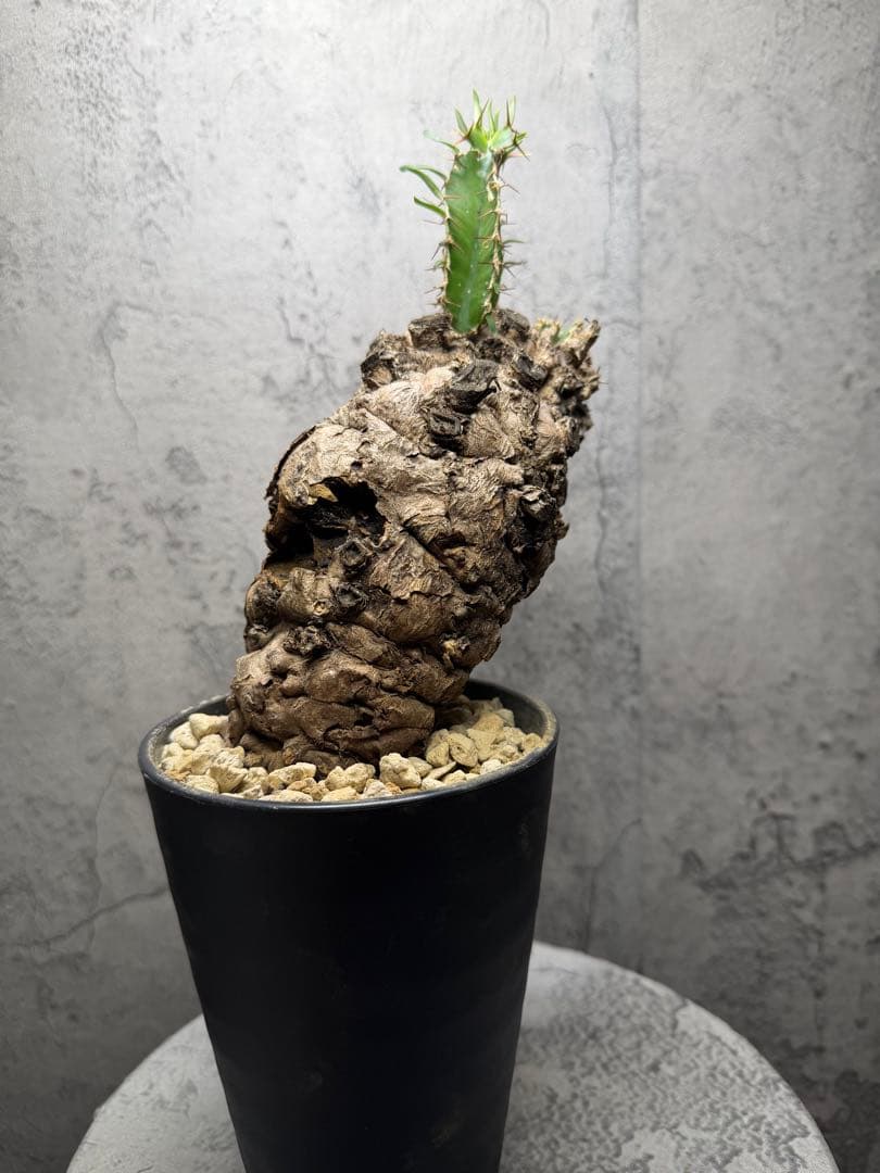 ユーフォルビア　ムランジーナ　発根済み