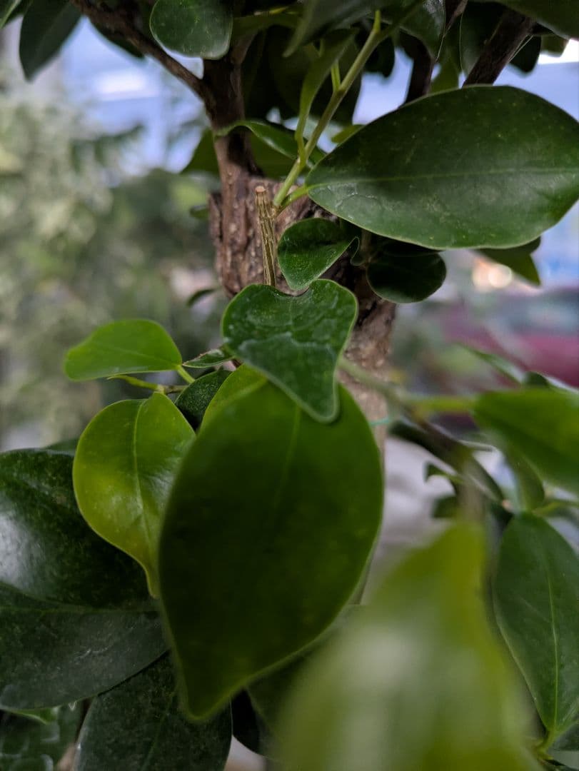 縁起物　人生大吉　ガジュマル　昇り龍　曲げ作り