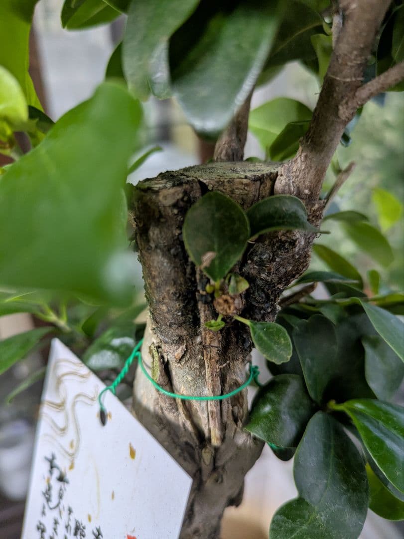 縁起物　人生大吉　ガジュマル　昇り龍　曲げ作り