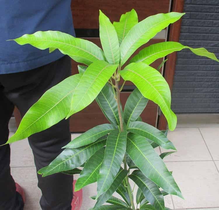 【現品】紅キーツマンゴー苗木　別名：紅キーツ　8号　マンゴーの木　大株　F9番