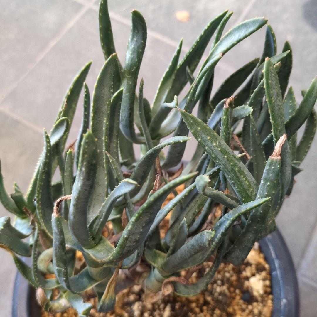 アロエ　ラモシシマ 特大株　珍奇植物　塊根植物　コーデックス　多肉植物　パキプス