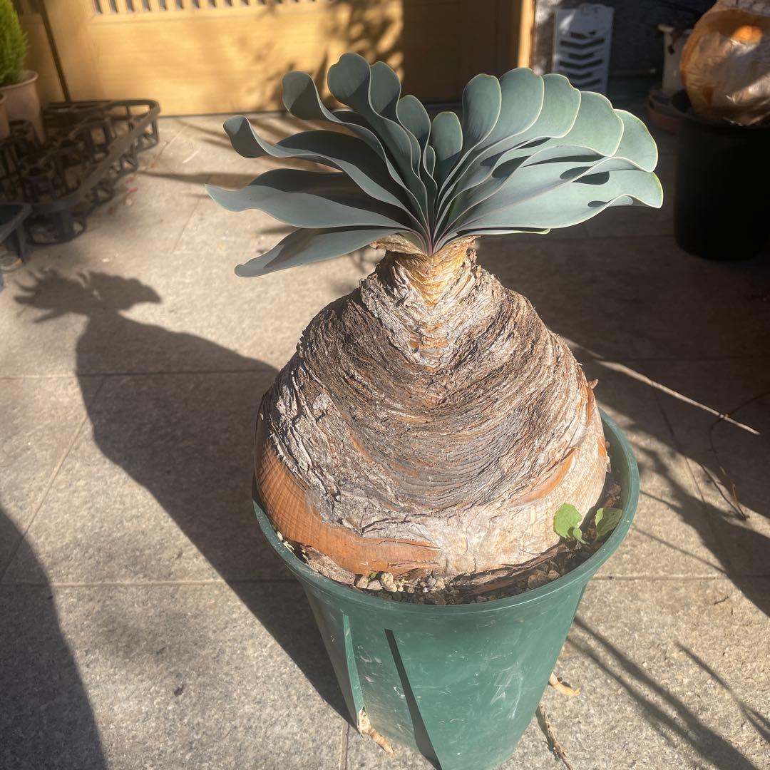 晴*様 ブーファン ハエマンソイデス