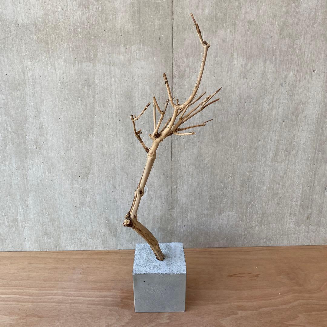 【コンクリート盆栽 流木オブジェ】ディスプレイ アート インテリア 鍵 爬虫類