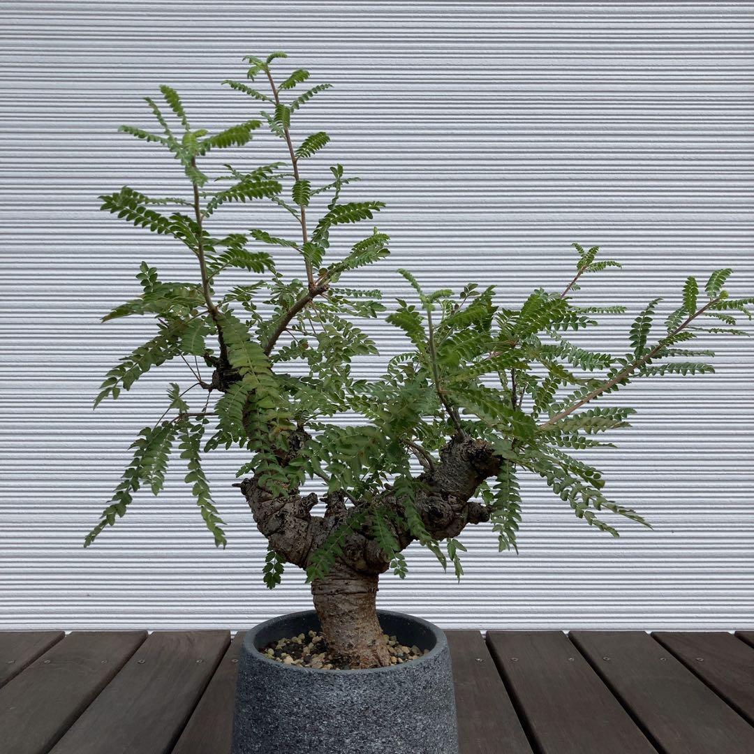 特大　ボスウェリアネグレクタ　現地球