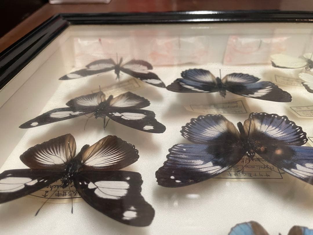 【蝶標本】ドルリーオオアゲハ他