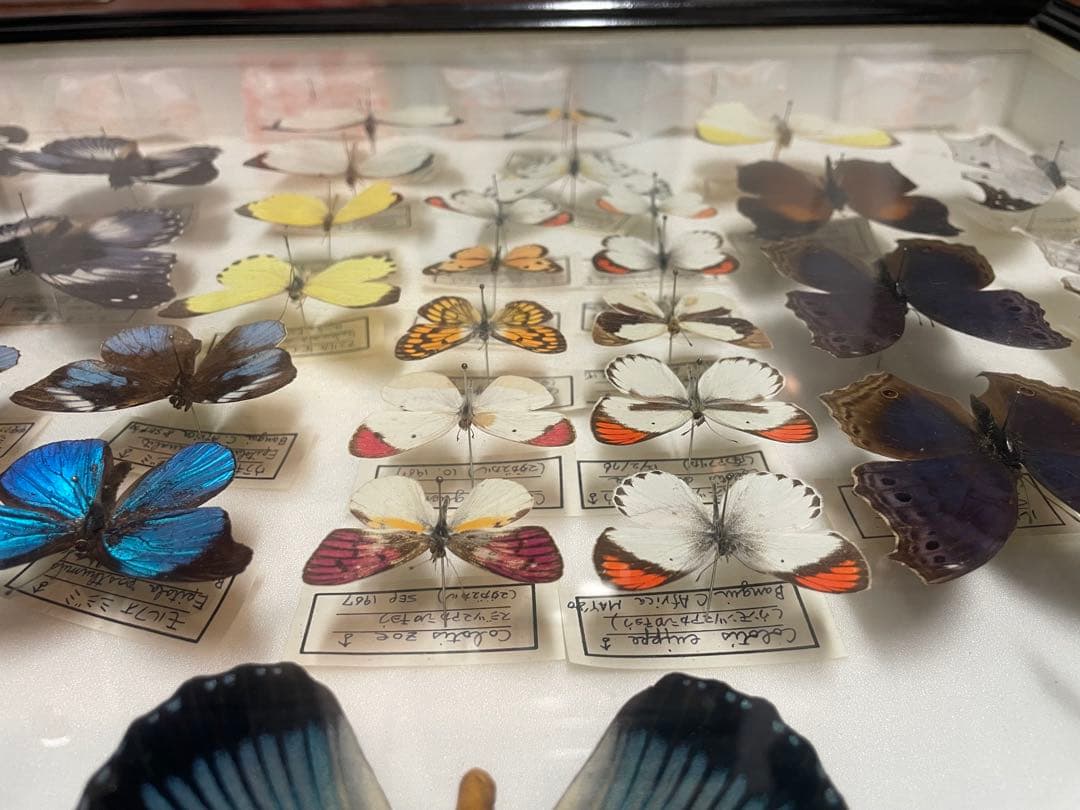 【蝶標本】ドルリーオオアゲハ他
