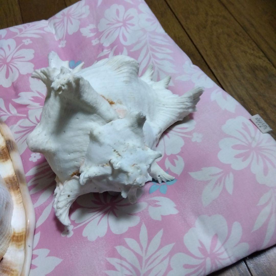.大きな貝殻　海　置物　飾り
