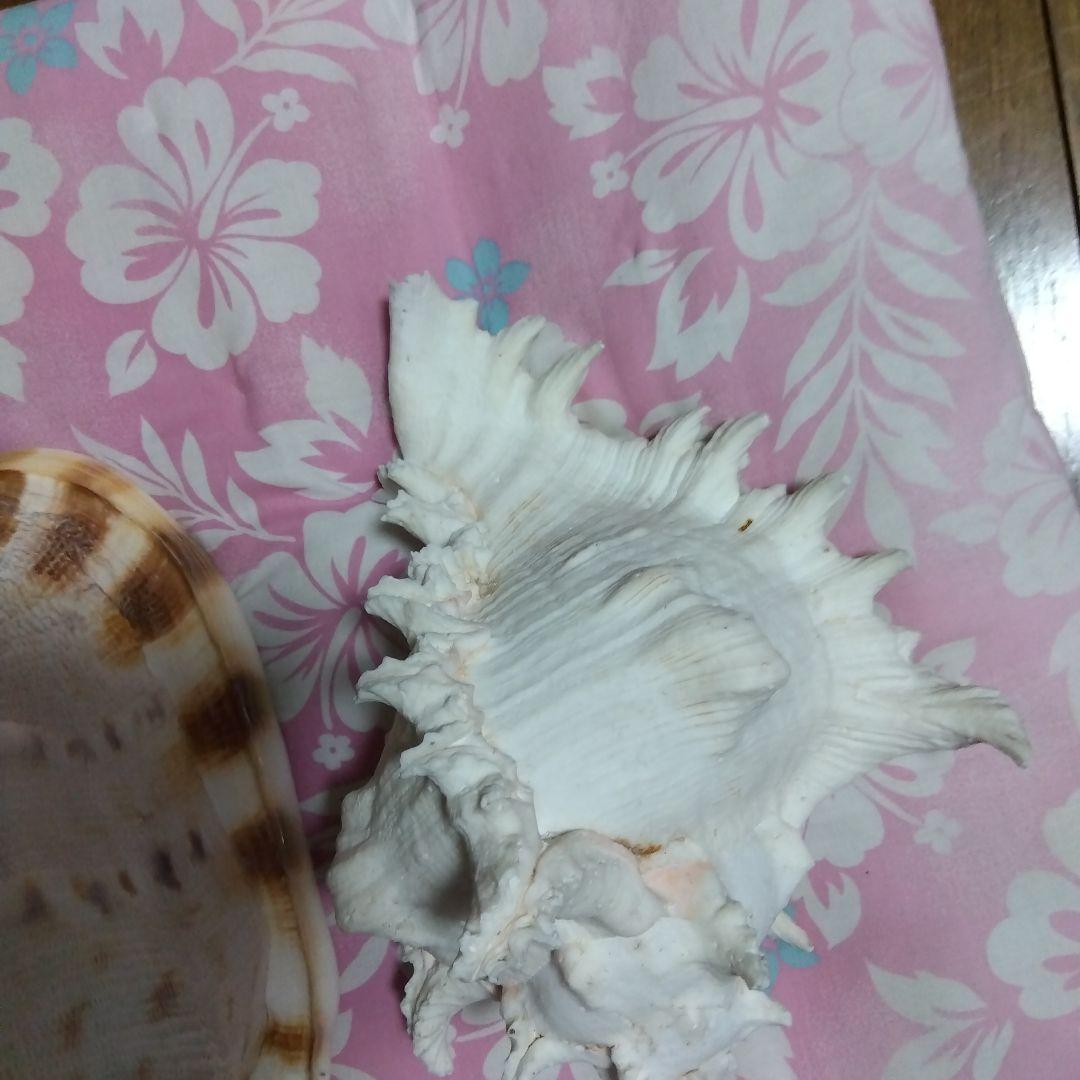 .大きな貝殻　海　置物　飾り