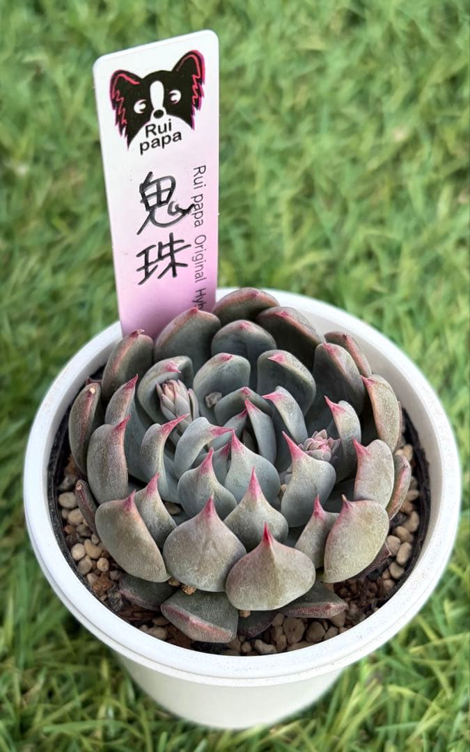 多肉植物 エケベリア ルイパパさん苗 命名種 鬼珠