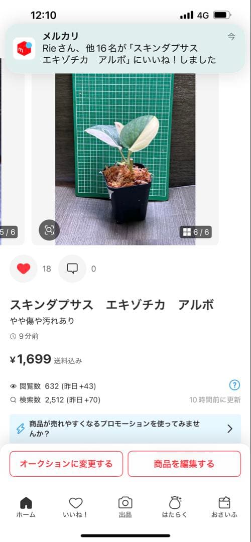 Rie❗️スキンダプサス　シルバーナイト　クンゾー