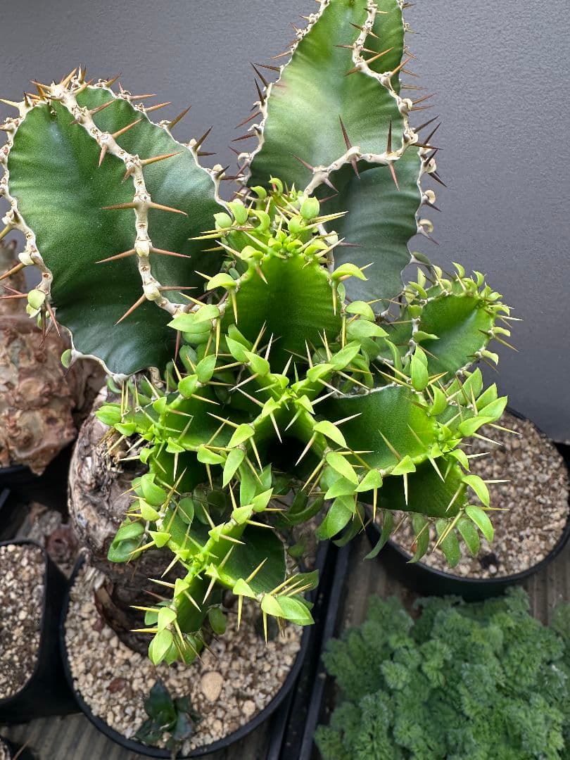 【ユーフォルビア_ムランジーナ】現地球 発根済 40㎝以上特大サイズ