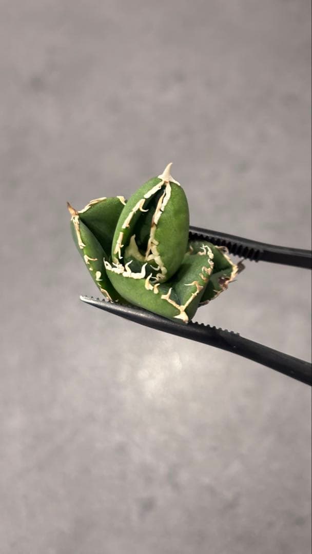 アガベ 台湾No name D.I.W 検)Ivory wa,大白鯊