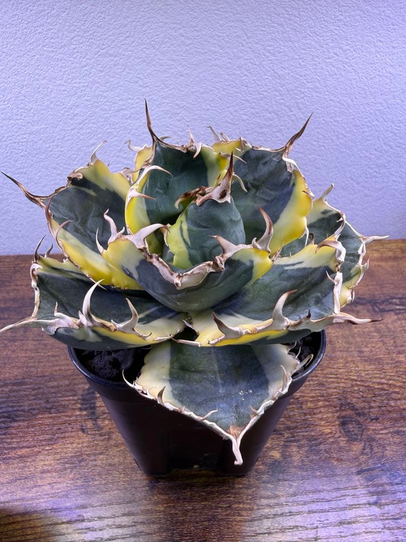 アガベ白鯨　2種セット