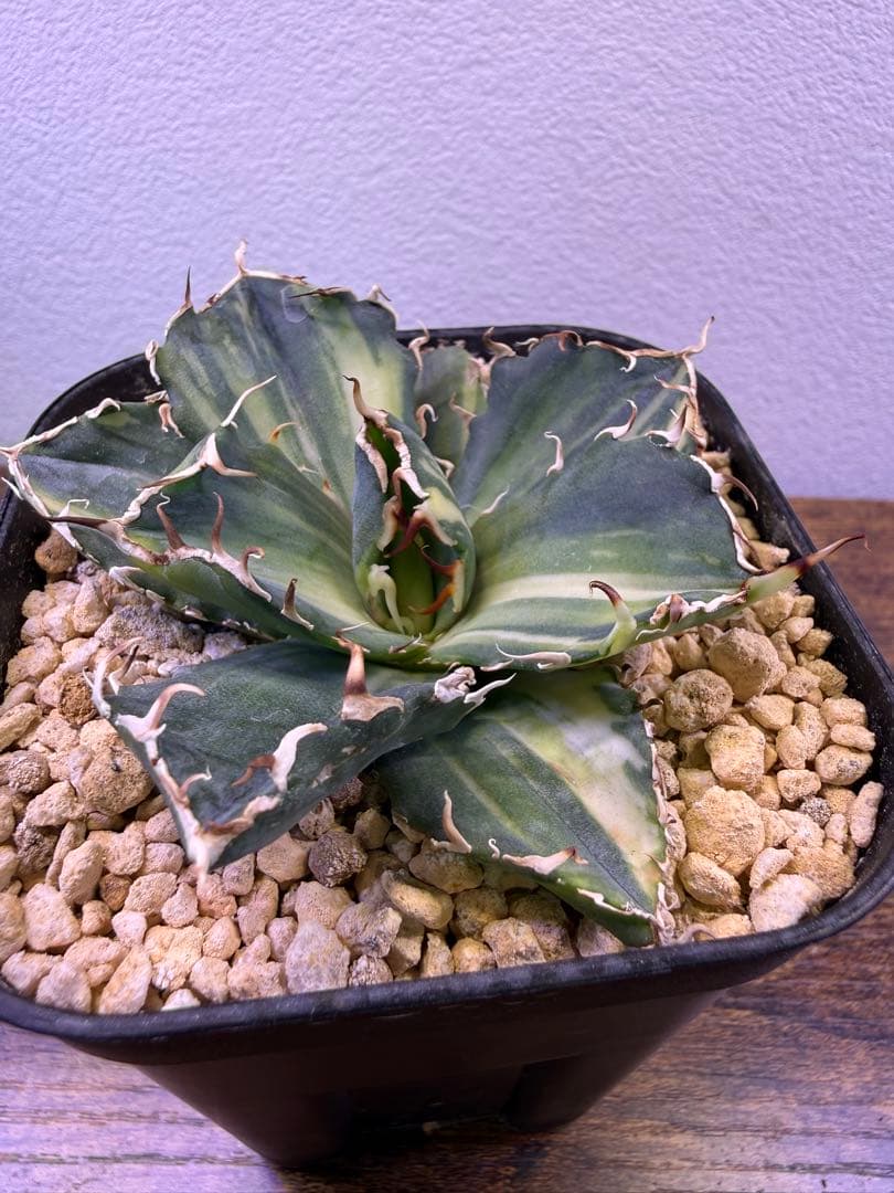 アガベ白鯨　2種セット