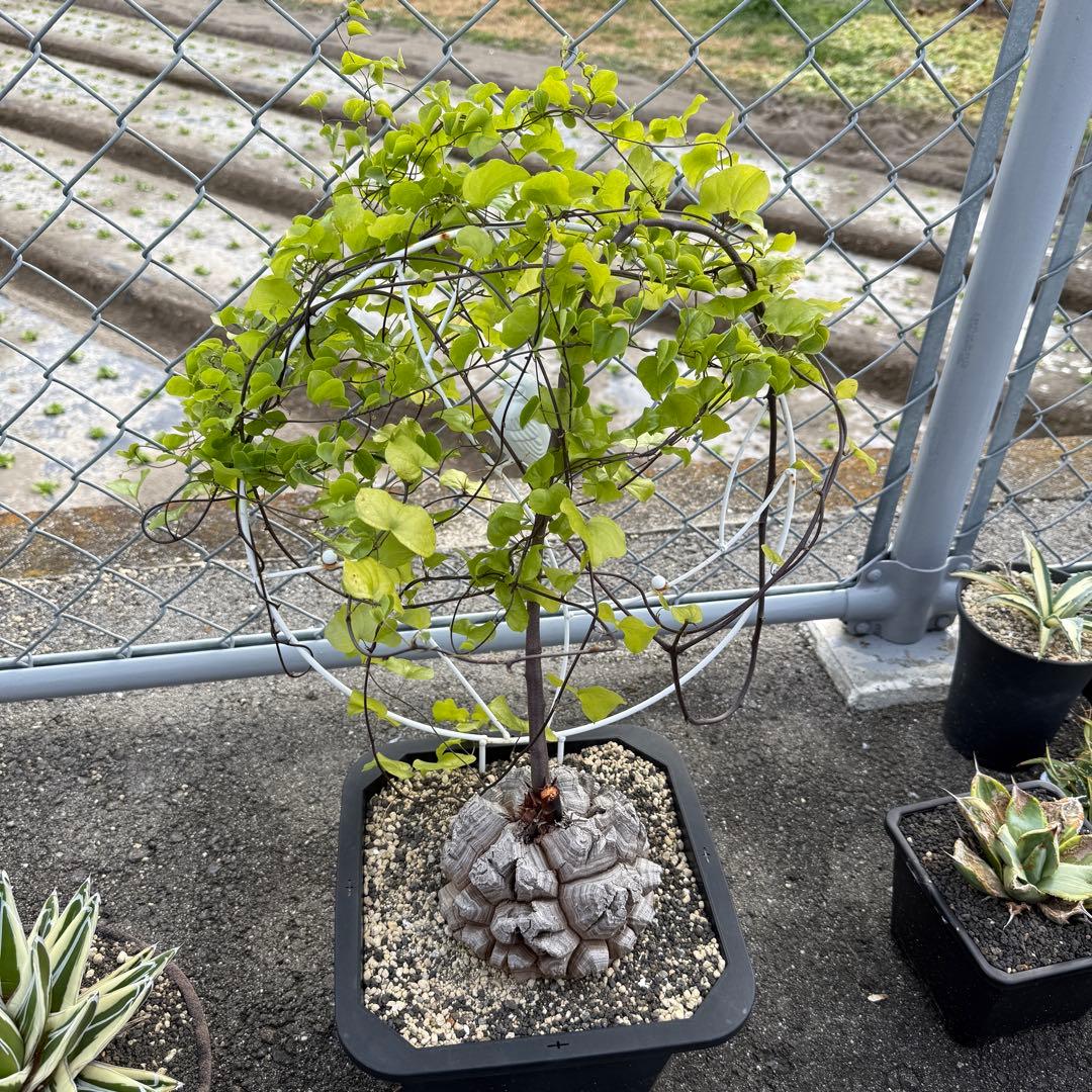 亀甲竜 完璧美株 16cmぐらい 鉢そのまま発送