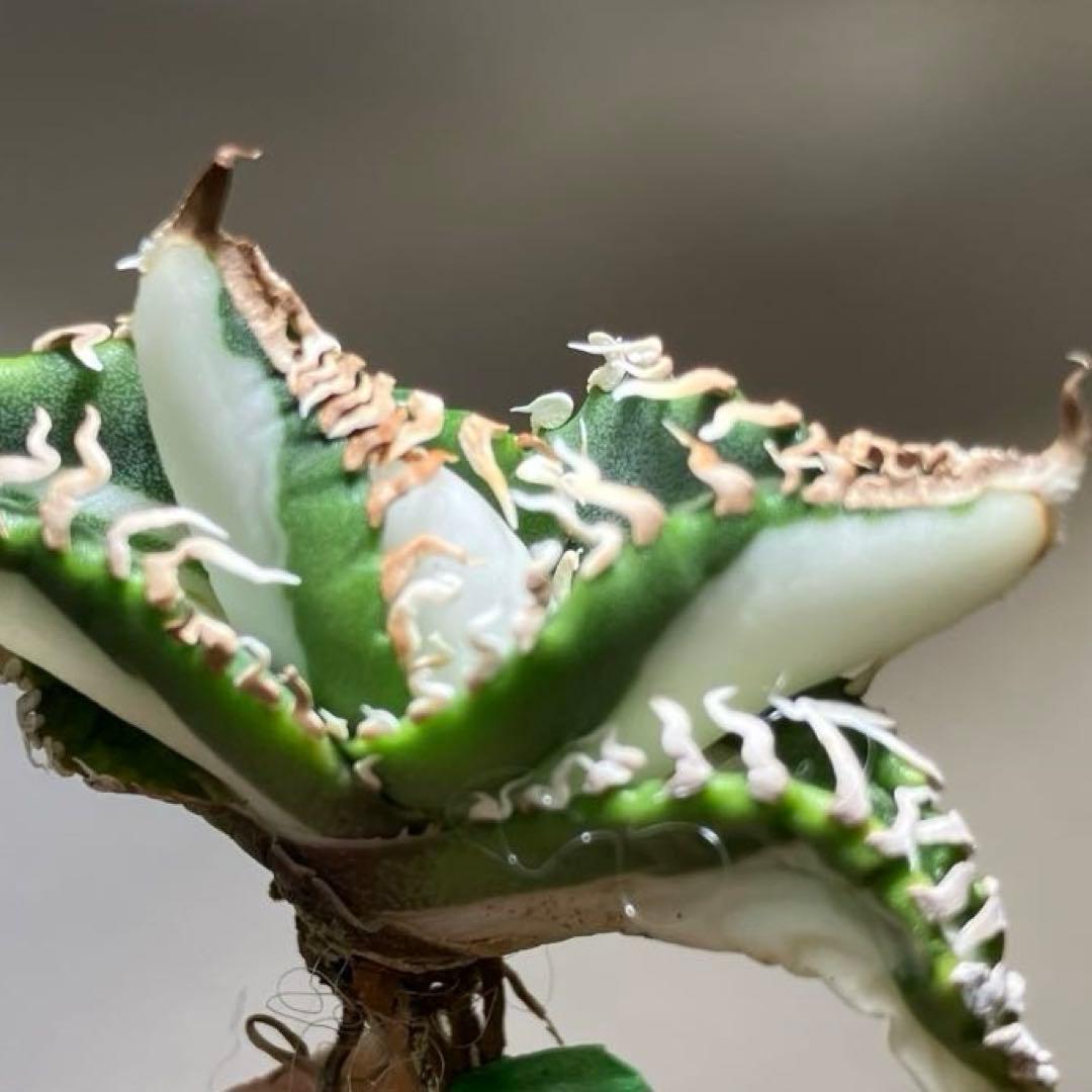 初出品【匿名配送】②選抜　強鋸歯　アガべ　チタノタ　SAD錦　白中斑　TC