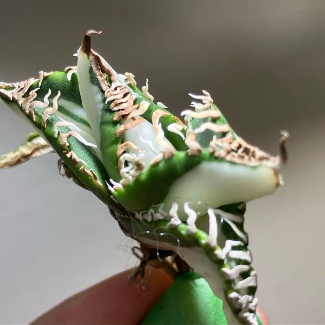 初出品【匿名配送】②選抜　強鋸歯　アガべ　チタノタ　SAD錦　白中斑　TC