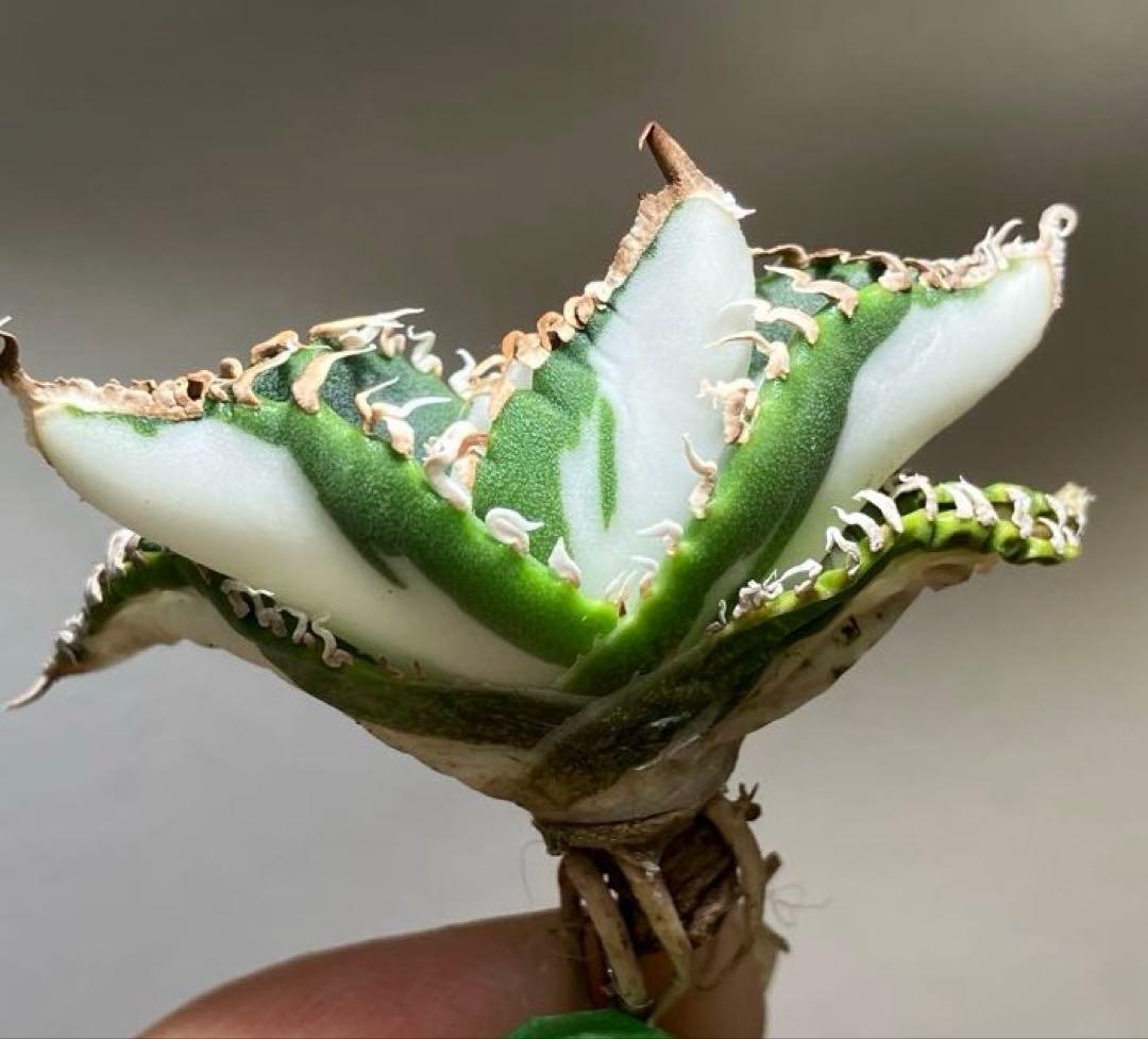 初出品【匿名配送】②選抜　強鋸歯　アガべ　チタノタ　SAD錦　白中斑　TC