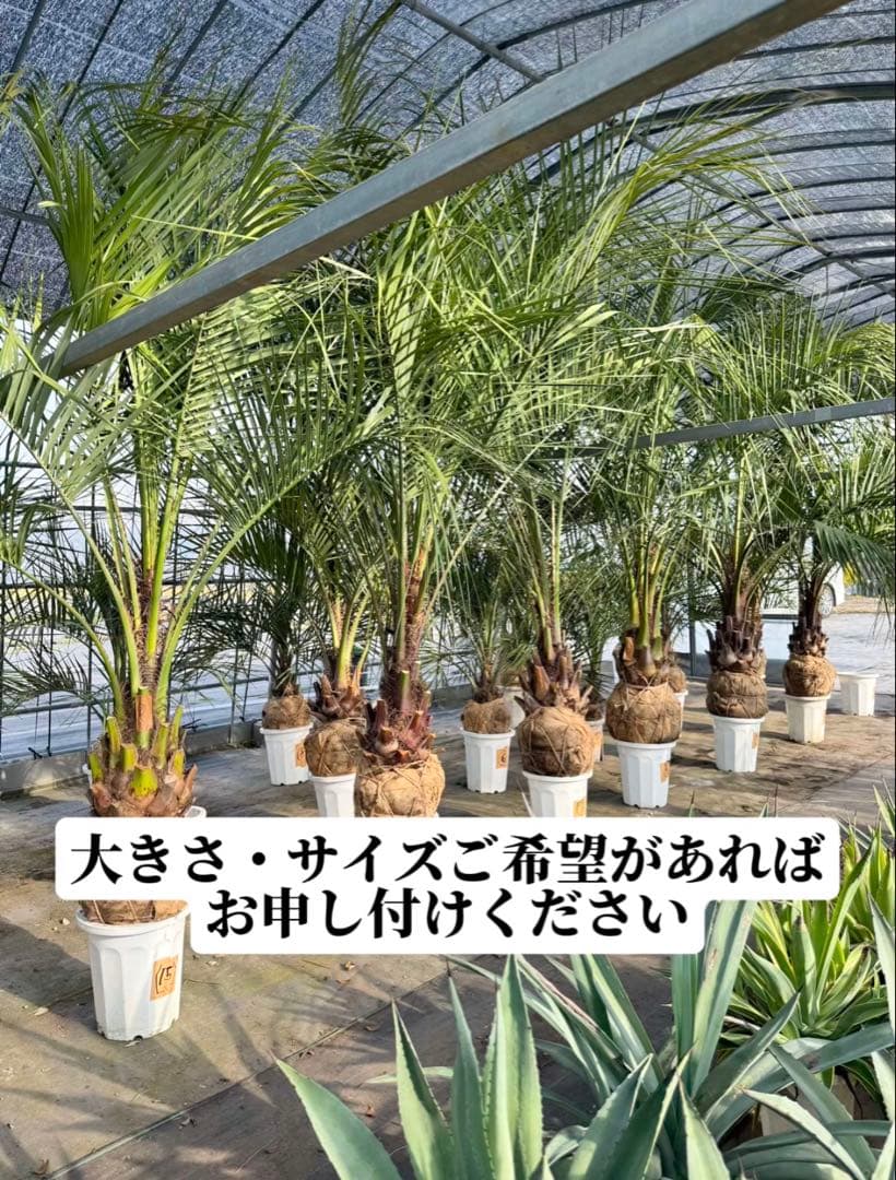 ココスヤシシルバーリーフ 【極太】葉先160cm 幹回り125cm 幹高50cm